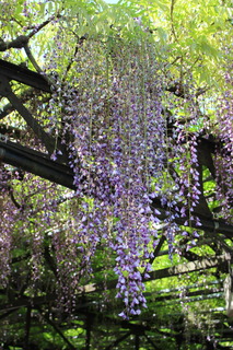 IMG_6115.JPG